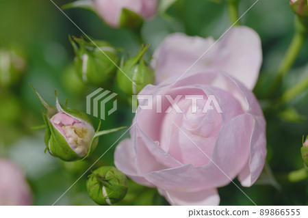 Pretty pink rose flower Yono Park May 89866555