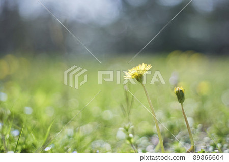 Japanese dandelions in the meadow Japanese dandelions in the meadow 89866604