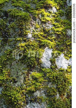 Moss and sunbeams Moss background material 89866696