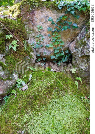 常春藤和苔蘚纏繞在岩壁上 岩壁背景材料 89866698