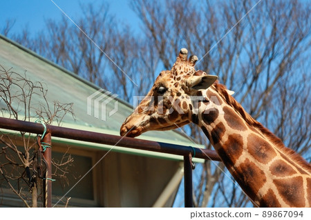 悠閒的動物園長頸鹿 89867094