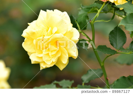 Rose (yellow) Rose (yellow) 89867127