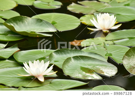 Hass lotus Hass lotus 89867128