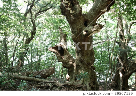 Decaying big tree Decaying big tree 89867159