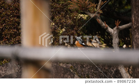 Bird watching 89867216