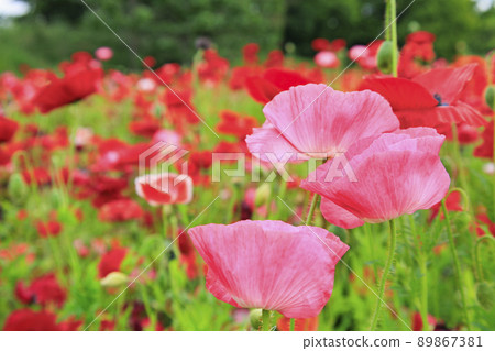 盛開的鮮味山公園罌粟 89867381