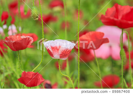 Umami Hill Park Poppy in full bloom 89867408