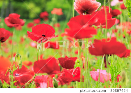 盛開的鮮味山公園罌粟 盛開的鮮味山公園罌粟 89867434
