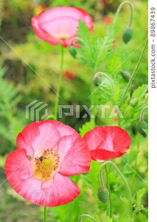 盛開的鮮味山公園罌粟 盛開的鮮味山公園罌粟 89867439