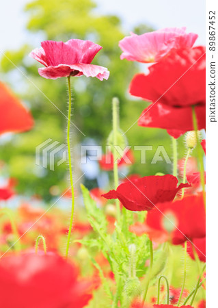 盛開的鮮味山公園罌粟 盛開的鮮味山公園罌粟 89867452