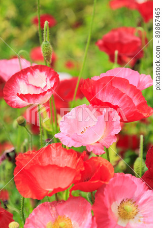 Umami Hill Park Poppy in full bloom Umami Hill Park Poppy in full bloom 89867465