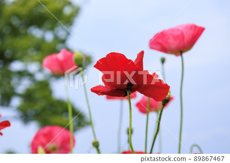 Umami Hill Park Poppy in full bloom Umami Hill Park Poppy in full bloom 89867467
