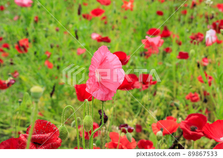 Umami Hill Park Poppy in full bloom Umami Hill Park Poppy in full bloom 89867533