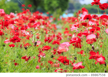 Umami Hill Park Poppy in full bloom 89867538