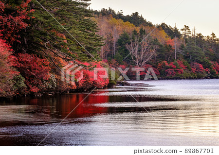 Shirakomaike Autumn leaves in the early morning 89867701
