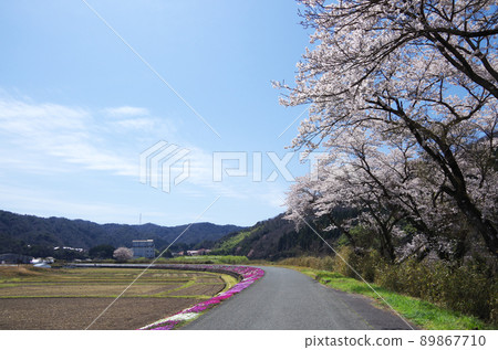 A rare U-shaped cloud floating in the blue sky looking up from the river bank where the cherry blossoms are in full bloom ... Yasugi City, Shimane Prefecture: Fine weather 89867710