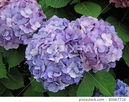 Lily purple hydrangea Lily purple hydrangea 89867716