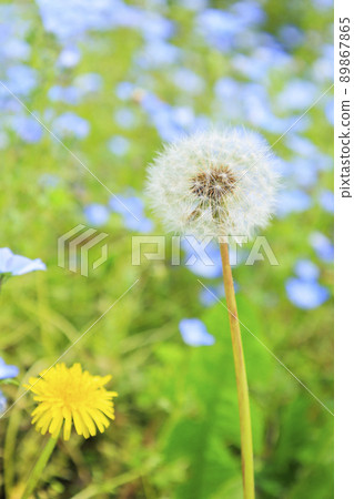 鮮味山公園蒲公英絨毛 89867865