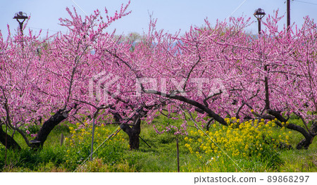 Full bloom peach blossoms and rape blossoms Kinokawa City, Wakayama Prefecture 89868297