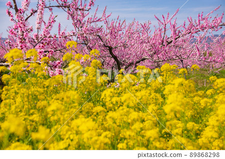 Full bloom peach blossoms and rape blossoms Kinokawa City, Wakayama Prefecture 89868298