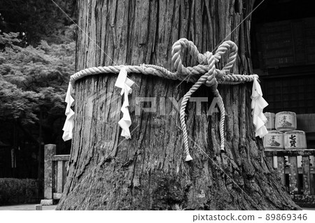 站在神社里的新北 站在神社里的新北 89869346