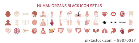 人體部位和內臟套裝 89870017