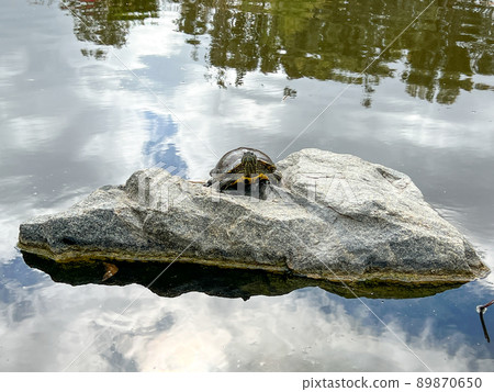 Aquatic turtle sitting on rock in fresh water pond Aquatic turtle sitting on rock in fresh water pond 89870650