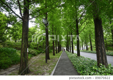 The tree-lined avenue of Kasuga-dori, Kyoto City, which is fresh green, is beautiful 89870822