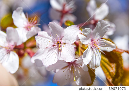 Spring Cherry blossoms, pink flowers. Cherry Blossom trees with blue sky, Spring time background. Pink Sakura with Blue sky, 89871073