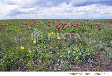 April flowering of Schrenk's wild steppe tulips. Priyutnensky district. Republic of Kalmykia. Russia 89871399
