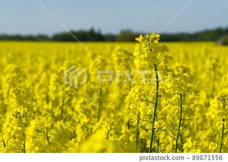 Yellow rapeseed field. Wide angle view of a beautiful field of yellow rapeseed field. Yellow canola field. Yellow rapeseed field. Wide angle view of a beautiful field of yellow rapeseed field. Yellow canola field. 89871556