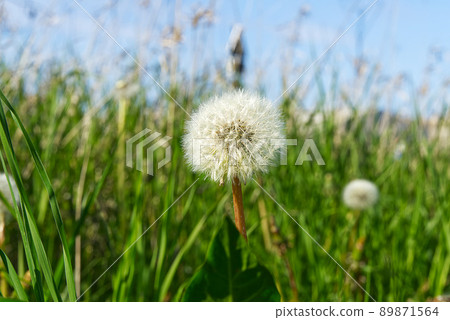 Beautiful White Dandelion On A Lawn. White dandelion in the field. selective focus. Beautiful White Dandelion On A Lawn. White dandelion in the field. selective focus. 89871564