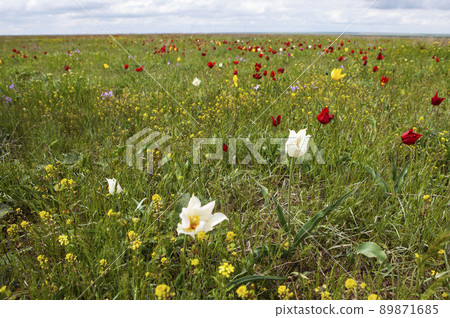 April flowering of Schrenk's wild steppe tulips. Priyutnensky district. Republic of Kalmykia. Russia April flowering of Schrenk's wild steppe tulips. Priyutnensky district. Republic of Kalmykia. Russia 89871685