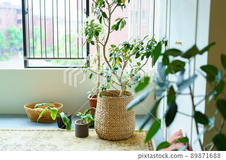 內飾與綠色 * 已獲得財產形象授權 89871688