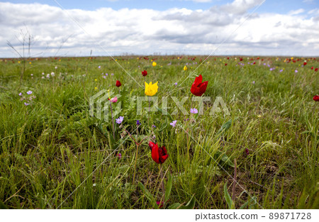 April flowering of Schrenk's wild steppe tulips. Priyutnensky district. Republic of Kalmykia. Russia April flowering of Schrenk's wild steppe tulips. Priyutnensky district. Republic of Kalmykia. Russia 89871728