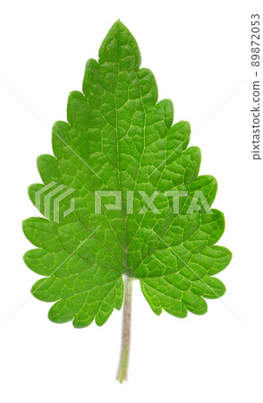 Lemon balm isolated on white background. Clipping path. Melissa plant. Fresh green leaf mint. 89872053