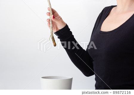 Dracaena marginata rooted cutting before planting 89872116