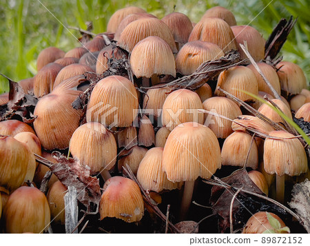 Group of poisonous fyngi mushrooms close up Group of poisonous fyngi mushrooms close up 89872152