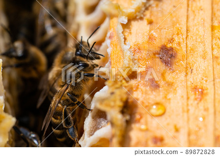 Macro photo of working bees on honeycombs. Beekeeping and honey production image Macro photo of working bees on honeycombs. Beekeeping and honey production image 89872828