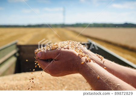 Farmer holds wheat grain in his hands Farmer holds wheat grain in his hands 89872829