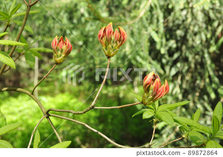 Buds of orange rhododendron flowers in the park 89872864