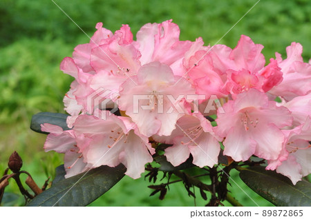 Pink azalea flowers in full bloom with green leaves on the bush. 89872865