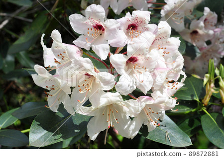 White rhododendron flowers blossoms in the park 89872881