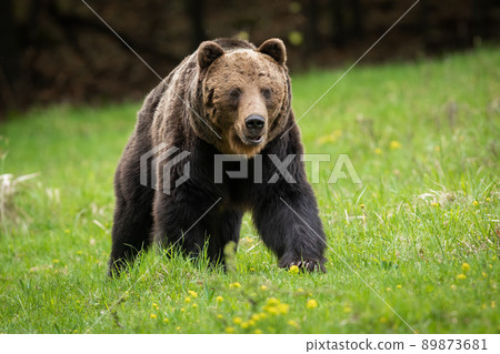 Low angle view of majestic brown bear male approaching on green grass 89873681