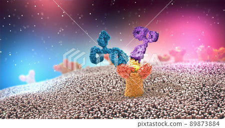 Multicolored antibodies or immunoglobulin protein structures attached to receptor- 3d illustration Multicolored antibodies or immunoglobulin protein structures attached to receptor- 3d illustration 89873884