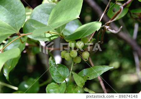 Young fruit of Sartori 89874148