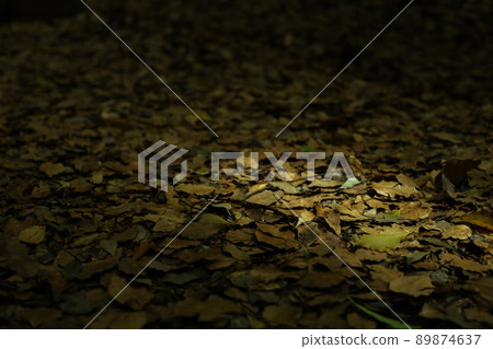 Fallen leaves and the sun in the forest 89874637