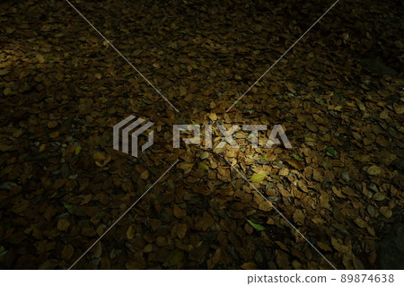 Fallen leaves and the sun in the forest 89874638