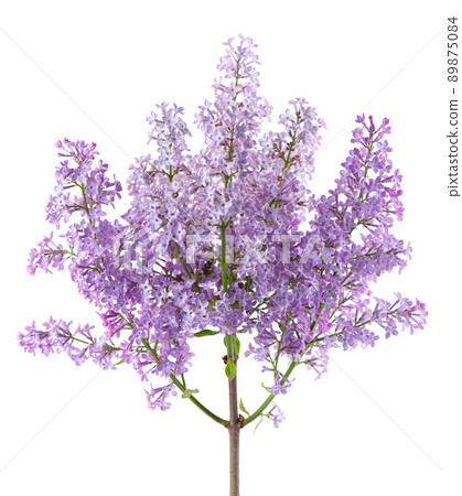 Lilac flowers isolated on white background. Clipping path. Syringa vulgaris flower. Lilac flowers isolated on white background. Clipping path. Syringa vulgaris flower. 89875084