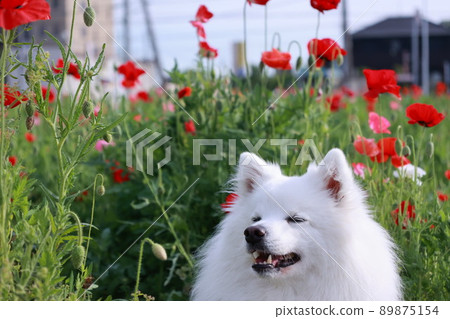 Nippon Spitz和Poppy Nippon Spitz和Poppy 89875154